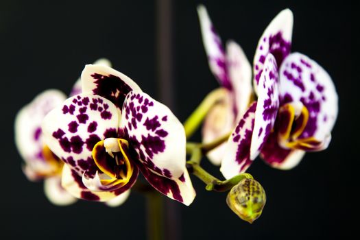 Close up view of orchid on black background