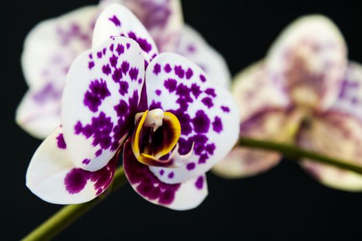 Close up view of orchid on black background