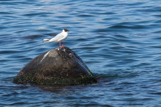 The seagull on the rock on the Sicilian sea