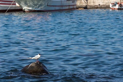 The seagull on the rock on the Sicilian sea