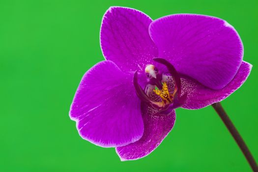 Close up view of purple orchid on green background