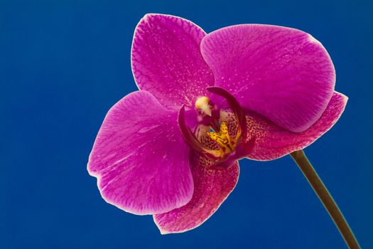 Close up view of purple orchid on blue background