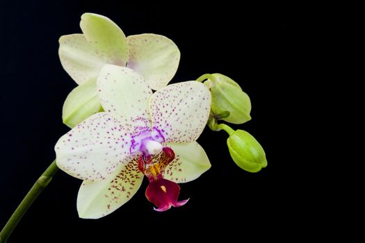 Close up view of white orchid on black background