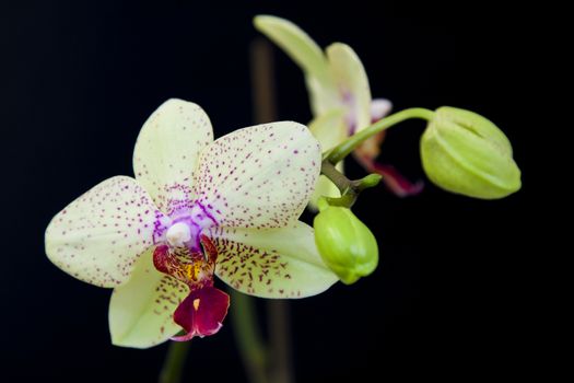 Close up view of white orchid on black background