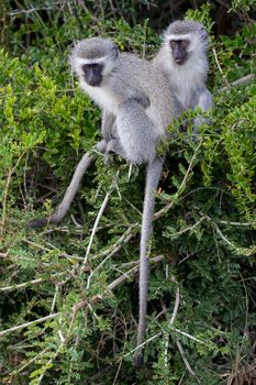 Two cute vervet monkeys with little faces and grey fur climbing in a tree