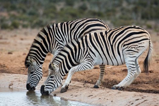Two nervous plains zebras drinking from a waterhole