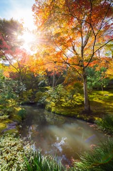 The warm autumn sun shining through colorful treetops in park in Kyoto, Japan.