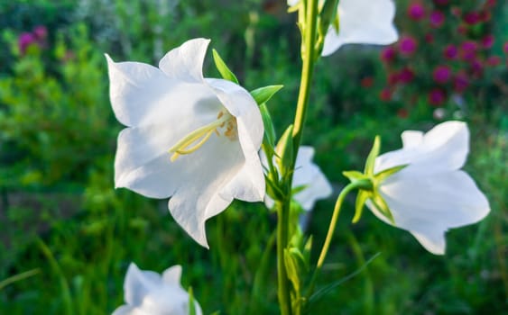 White beautiful flower harebell on nature background.