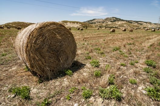 Meadow of hay bales in Basilicata region in Italy