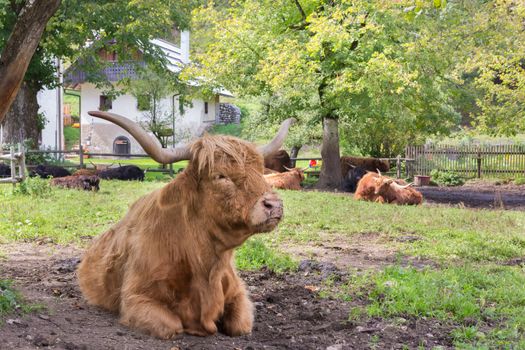 Red haired Scottish highlander cow showing her long horns.