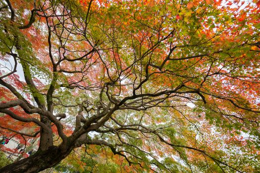 Beautiful colorful tree in lush autumn season.