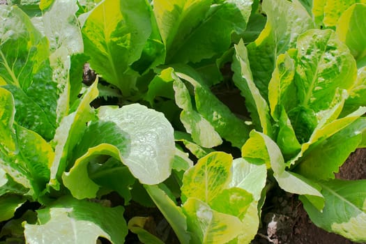 Fresh lettuce plants in vegetable bed.