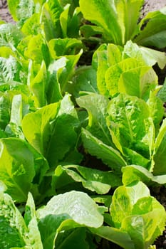 Fresh lettuce plants in vegetable bed.