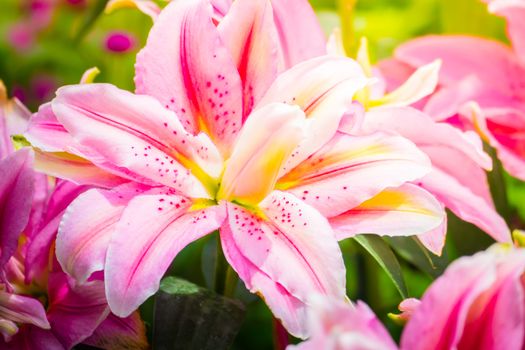 Lily Flower in the garden