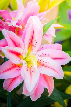 Lily Flower in the garden