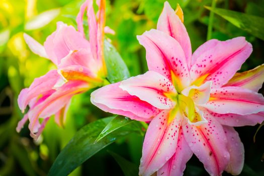 Lily Flower in the garden