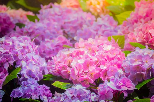 The background image of the colorful flowers, background nature