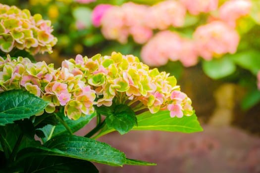 The background image of the colorful flowers, background nature