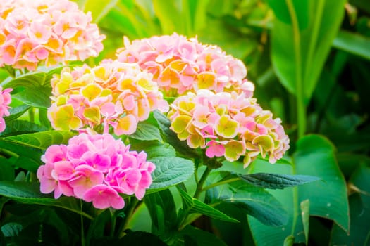 The background image of the colorful flowers, background nature