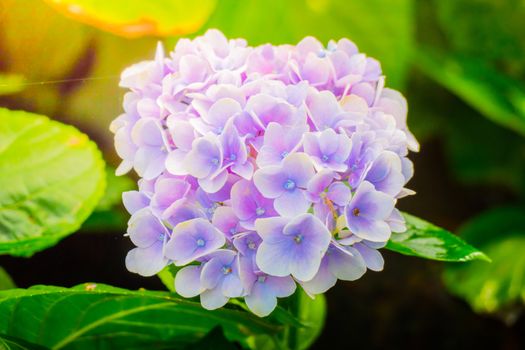 The background image of the colorful flowers, background nature