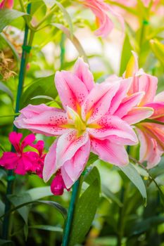 Lily Flower in the garden