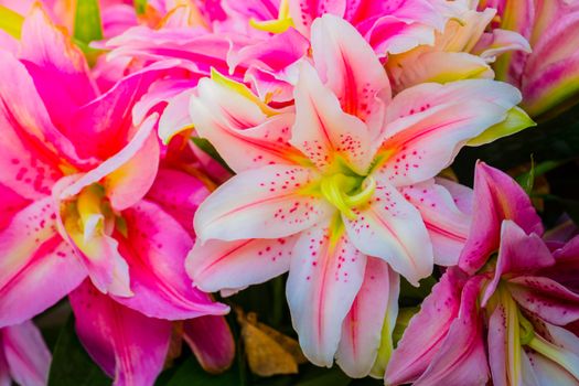 Lily Flower in the garden