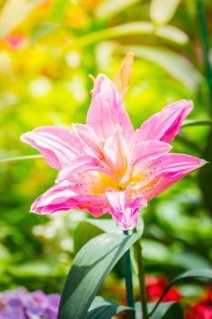 Lily Flower in the garden