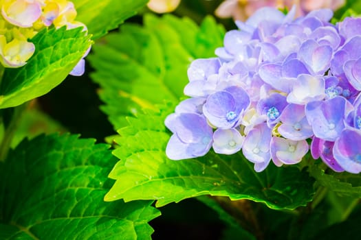 The background image of the colorful flowers, background nature