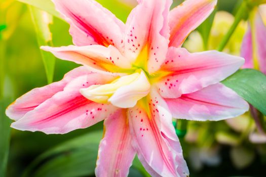 Lily Flower in the garden