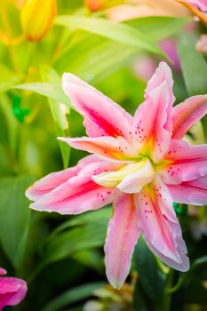 Lily Flower in the garden