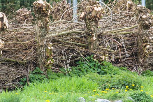 Homemade Nature Fence from Material wicker 
