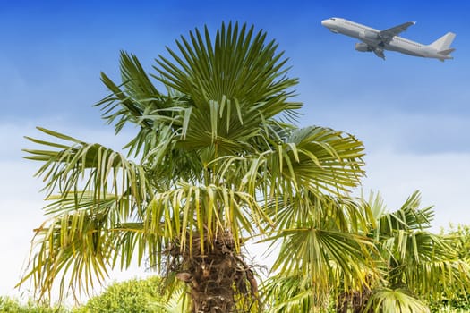 Large palm tree against a blue sky in the background, a take-off passenger airliner.
