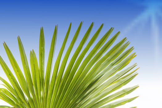 Single green palm leaf (Livistona rotundifolia Palme) close-up in a blue sky background.