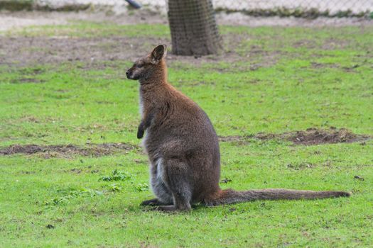 Kangaroo, swamp wallaby (Wallabia bicolor) (Macropus giganteus) in its natural habitat in the grass.