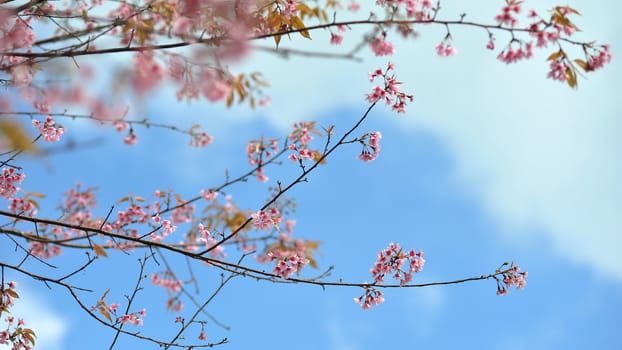 sakura flower in blue sky day summer