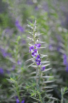 the purple violet blue flower in the garden