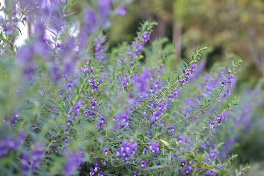 the purple violet blue flower in the garden