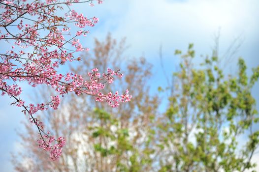 the pink sakula flower in blue sky summer day