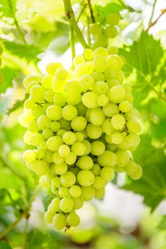 Bunch of grapes on a background of the sunny sky.