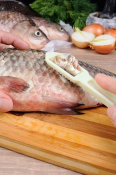cleaning a fresh crucian carp  on a wooden cutting board