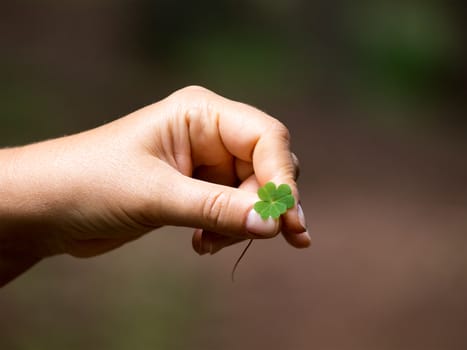 The rare find, a symbol of good luck - four-leaves clover from the Rhodope mountains forest (Bulgaria)