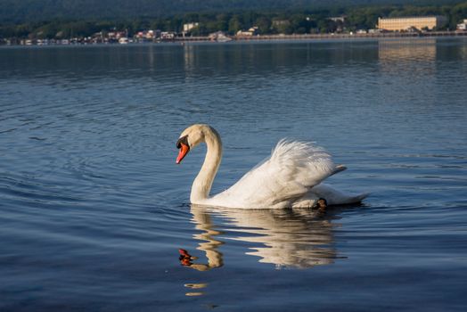 White Swans on the lake