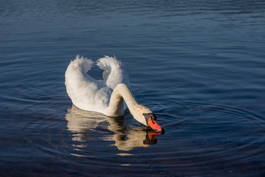 White Swans on the lake