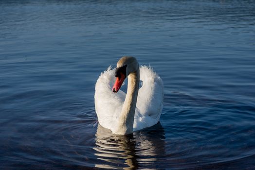White Swans on the lake
