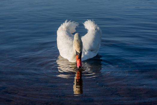 White Swans on the lake