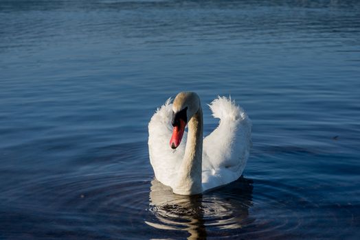 White Swans on the lake