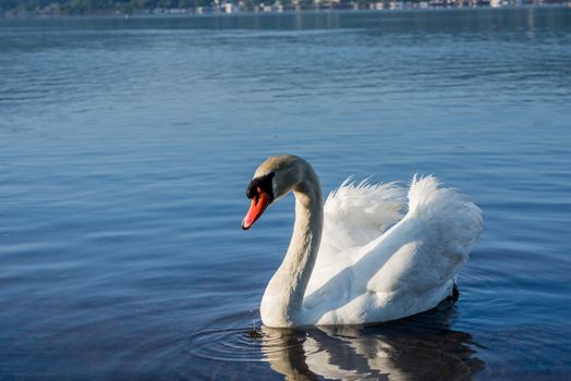 White Swans on the lake