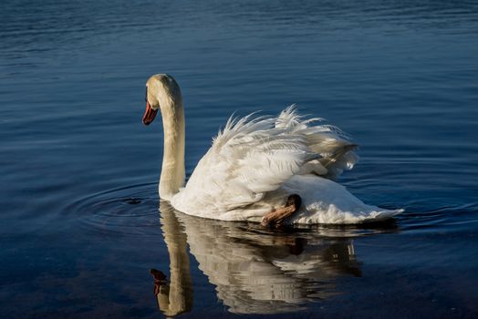 White Swans on the lake