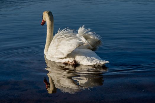 White Swans on the lake