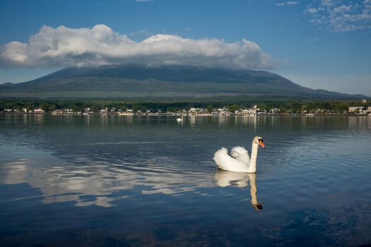 White swan with the reflection of MT Fuji on the background